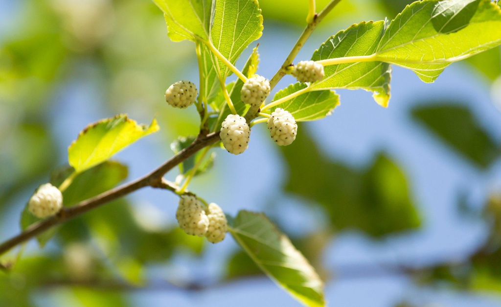silk from MULBERRY TREES